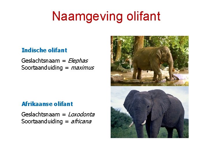 Naamgeving olifant Indische olifant Geslachtsnaam = Elephas Soortaanduiding = maximus Afrikaanse olifant Geslachtsnaam =