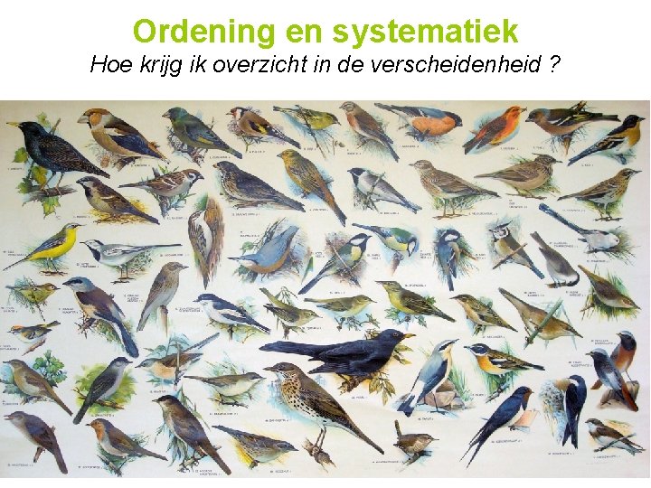 Ordening en systematiek Hoe krijg ik overzicht in de verscheidenheid ? 