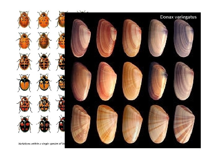 Donax variegatus Er is binnen een soort grote variatie. 