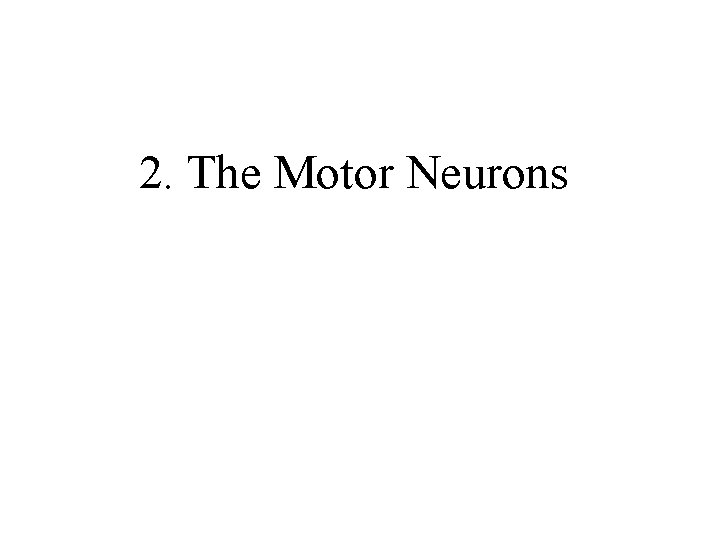 2. The Motor Neurons 