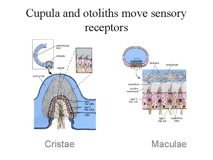 Cupula and otoliths move sensory receptors Cristae Maculae 