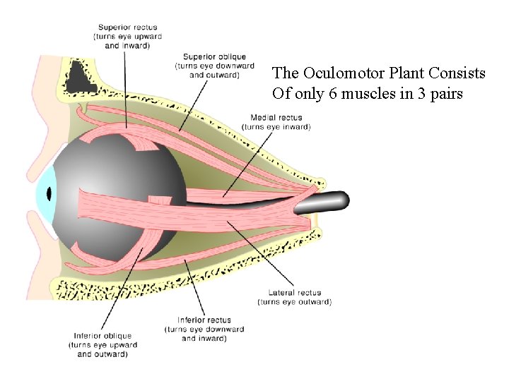 The Oculomotor Plant Consists Of only 6 muscles in 3 pairs 