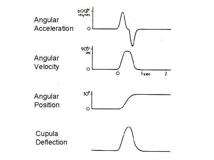 Angular Acceleration Angular Velocity Angular Position Cupula Deflection 