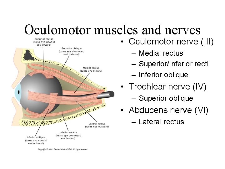 Oculomotor muscles and nerves • Oculomotor nerve (III) – Medial rectus – Superior/Inferior recti