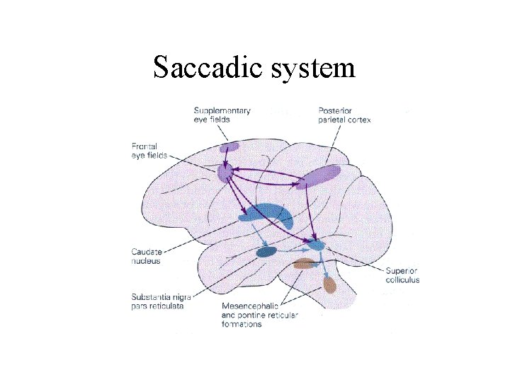 Saccadic system 