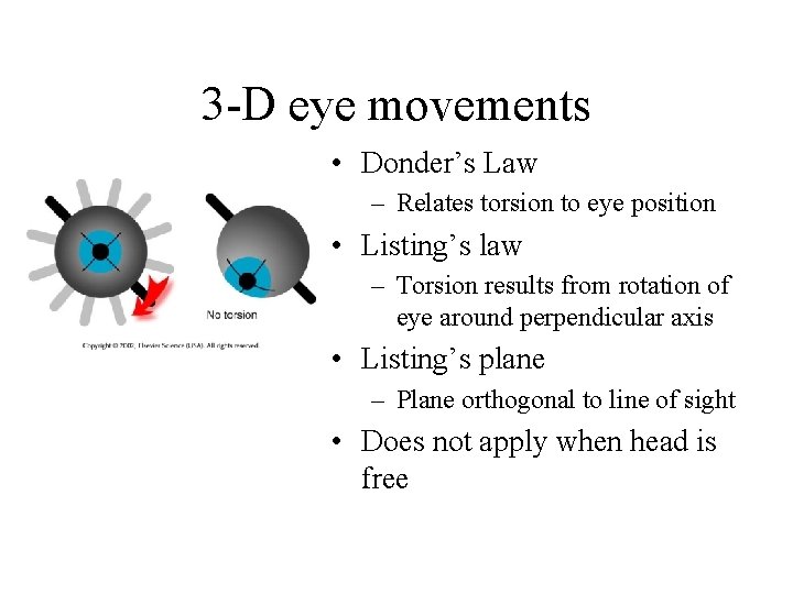 3 -D eye movements • Donder’s Law – Relates torsion to eye position •