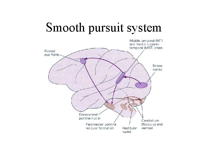 Smooth pursuit system 