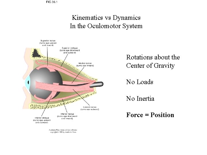 Kinematics vs Dynamics In the Oculomotor System Rotations about the Center of Gravity No
