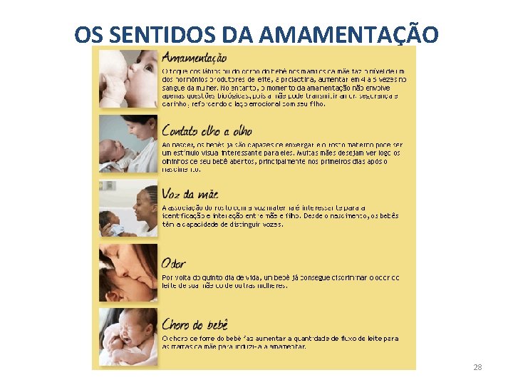 OS SENTIDOS DA AMAMENTAÇÃO 28 