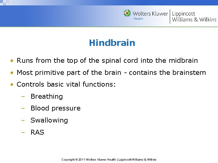 Hindbrain • Runs from the top of the spinal cord into the midbrain •