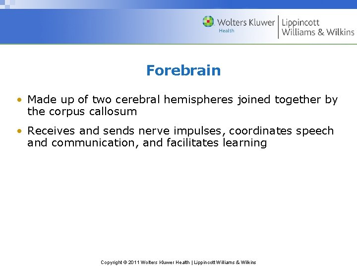 Forebrain • Made up of two cerebral hemispheres joined together by the corpus callosum