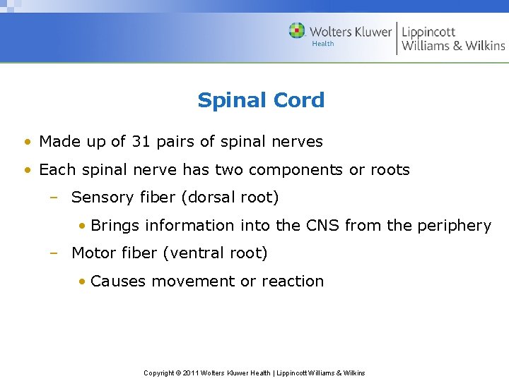 Spinal Cord • Made up of 31 pairs of spinal nerves • Each spinal