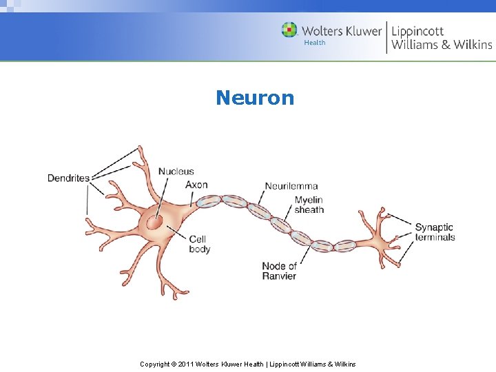 Neuron Copyright © 2011 Wolters Kluwer Health | Lippincott Williams & Wilkins 