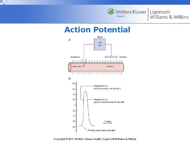 Action Potential Copyright © 2011 Wolters Kluwer Health | Lippincott Williams & Wilkins 