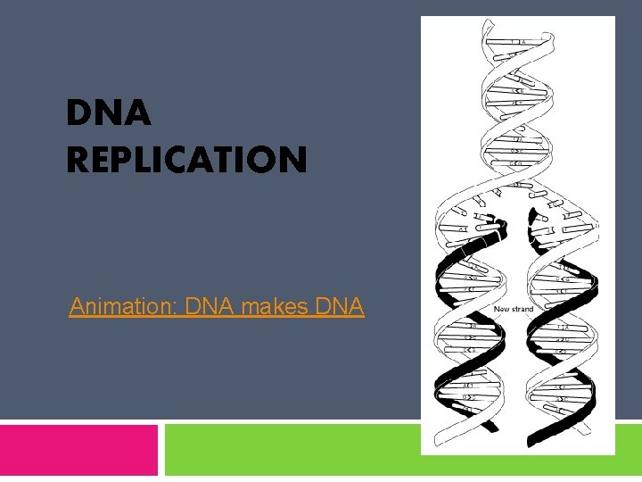 DNA REPLICATION Animation: DNA makes DNA 