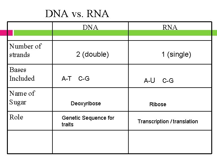 DNA vs. RNA DNA Number of strands Bases Included Name of Sugar Role RNA