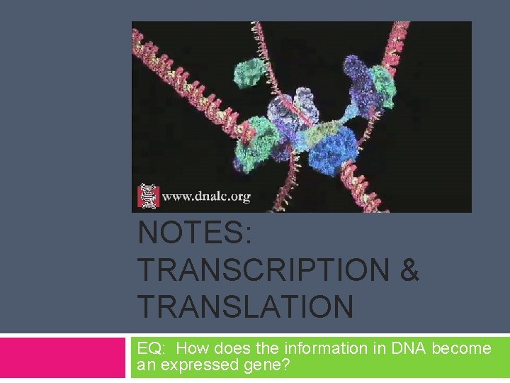 NOTES: TRANSCRIPTION & TRANSLATION EQ: How does the information in DNA become an expressed