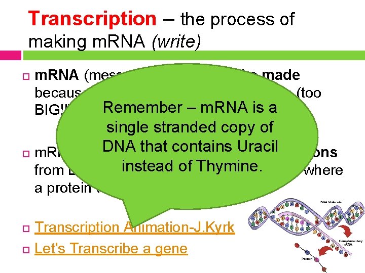 Transcription – the process of making m. RNA (write) m. RNA (messenger RNA) must