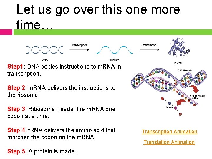 Let us go over this one more time… Step 1: DNA copies instructions to