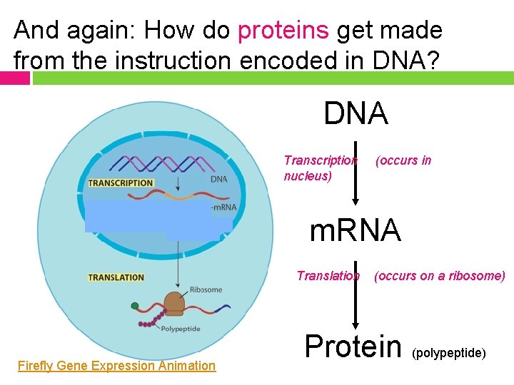 And again: How do proteins get made from the instruction encoded in DNA? DNA