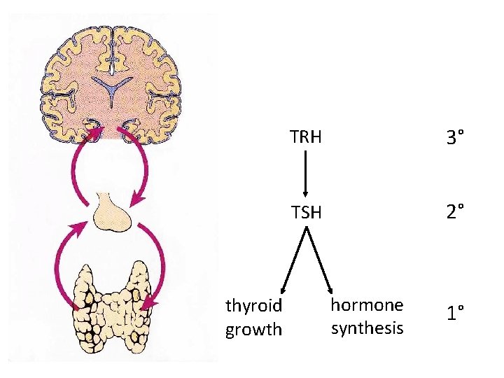 thyroid growth TRH 3° TSH 2° hormone synthesis 1° thyroid growth TRH 3° TSH 2° hormone synthesis 1°