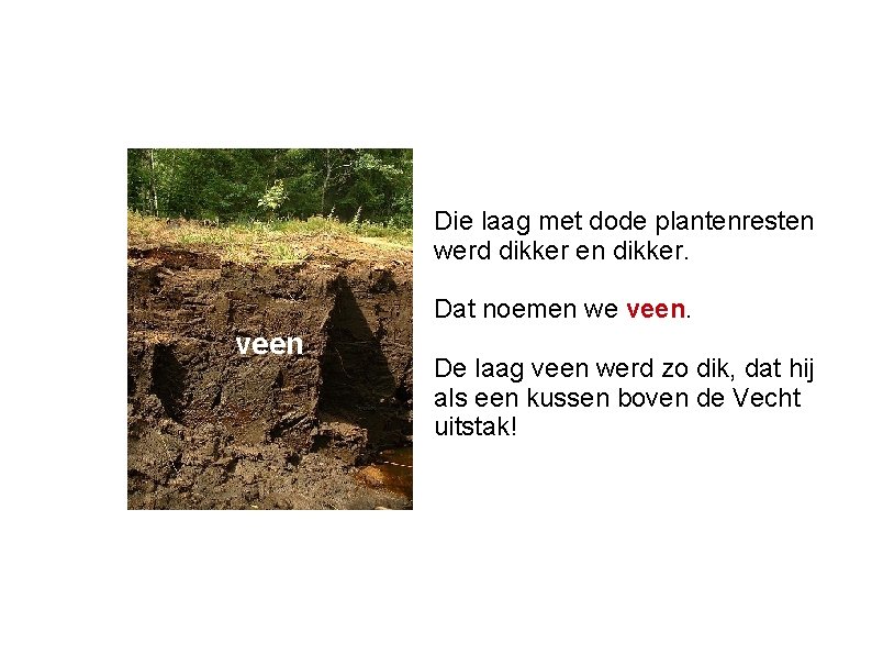 Die laag met dode plantenresten werd dikker en dikker. Dat noemen we veen De