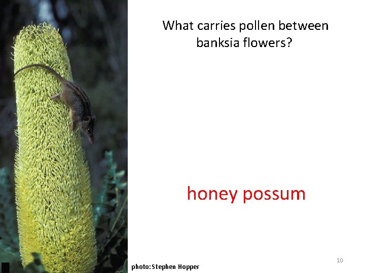 What carries pollen between banksia flowers? honey possum photo: Stephen Hopper 10 