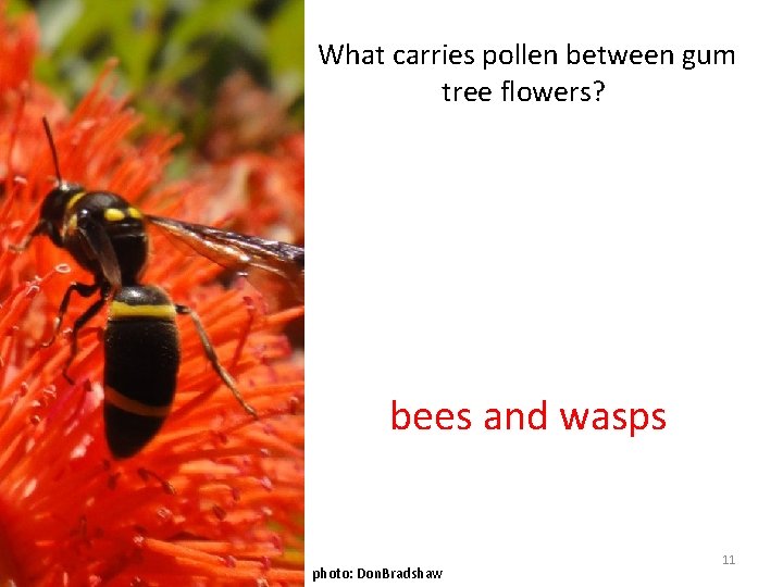 What carries pollen between gum tree flowers? bees and wasps photo: Don. Bradshaw 11