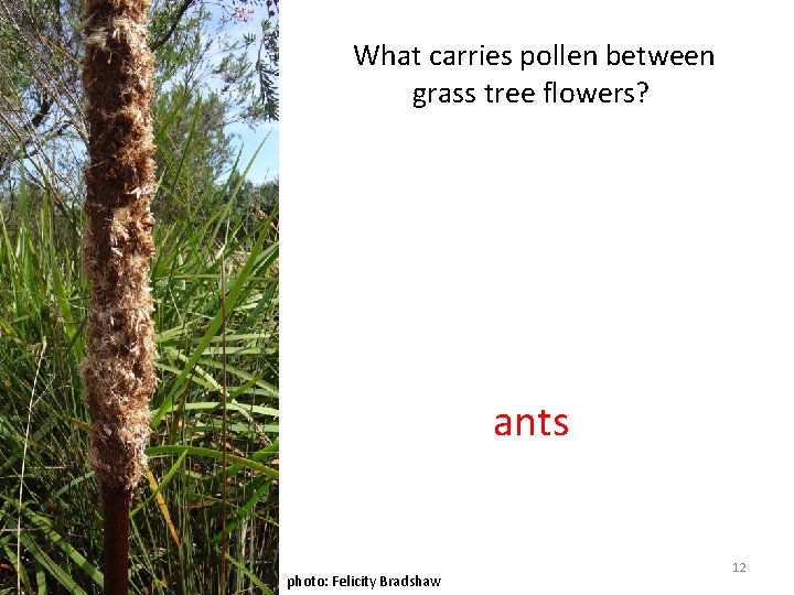 What carries pollen between grass tree flowers? ants photo: Felicity Bradshaw 12 