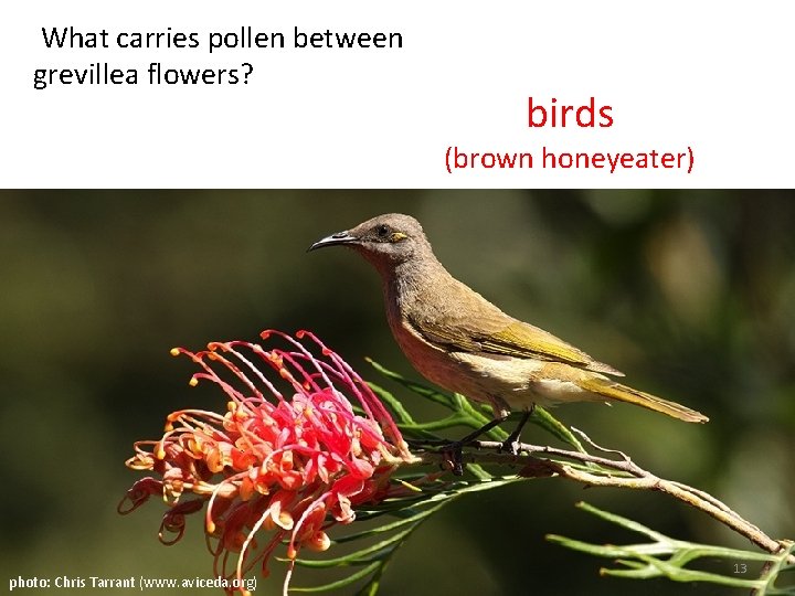 What carries pollen between grevillea flowers? birds (brown honeyeater) photo: Chris Tarrant (www. aviceda.