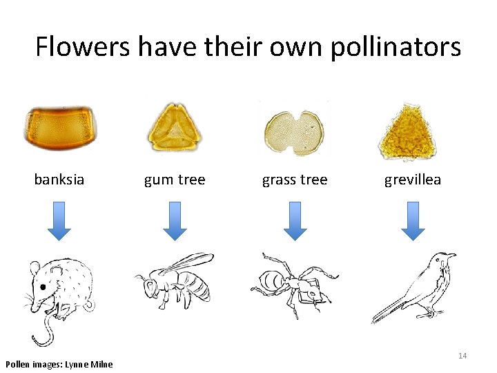 Flowers have their own pollinators banksia Pollen images: Lynne Milne gum tree grass tree