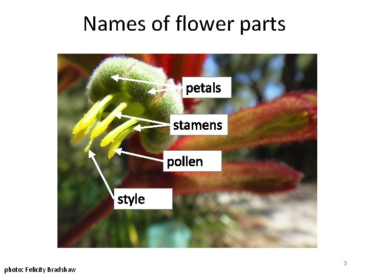 Names of flower parts petals stamens pollen style photo: Felicity Bradshaw 3 