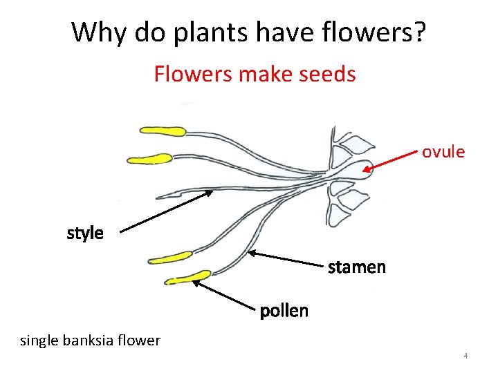 Why do plants have flowers? Flowers make seeds ovule style stamen pollen single banksia
