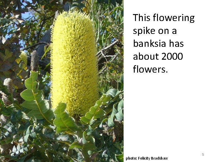 This flowering spike on a banksia has about 2000 flowers. photo: Felicity Bradshaw 5