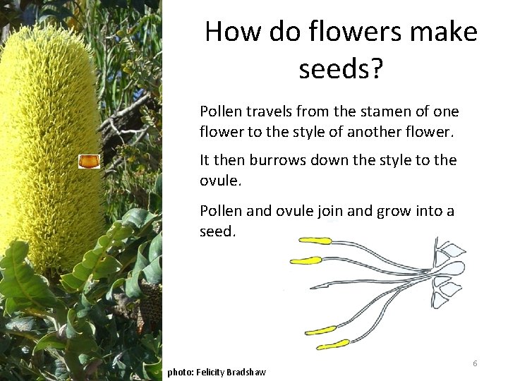 How do flowers make seeds? Pollen travels from the stamen of one flower to