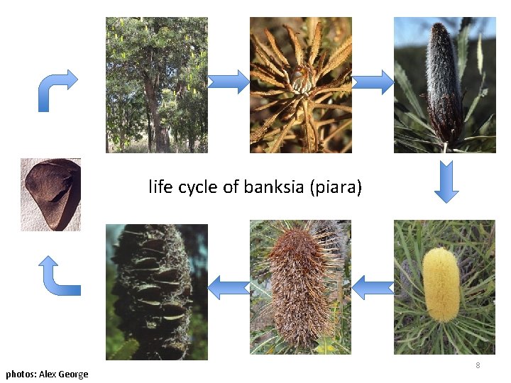 life cycle of banksia (piara) photos: Alex George 8 