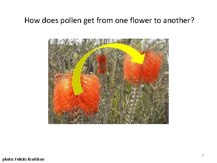 How does pollen get from one flower to another? photo: Felicity Bradshaw 9 