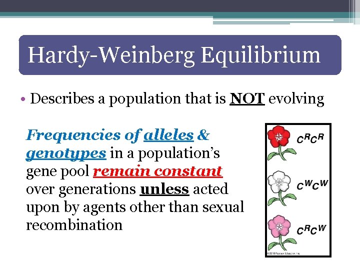 Hardy-Weinberg Equilibrium • Describes a population that is NOT evolving Frequencies of alleles &