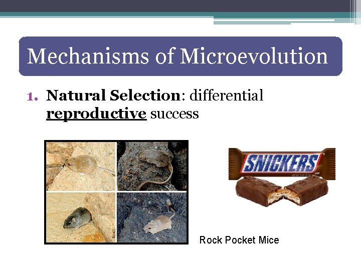 Mechanisms of Microevolution 1. Natural Selection: differential reproductive success Rock Pocket Mice 