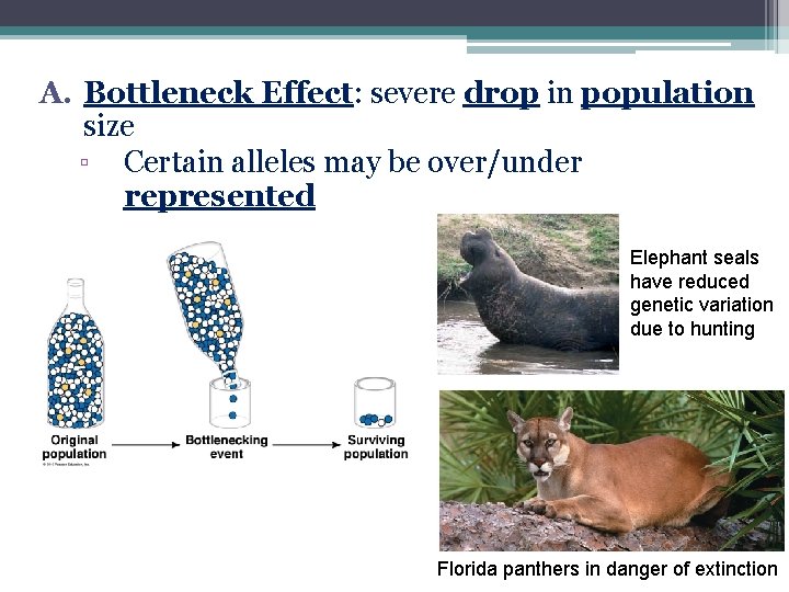 A. Bottleneck Effect: severe drop in population size ▫ Certain alleles may be over/under