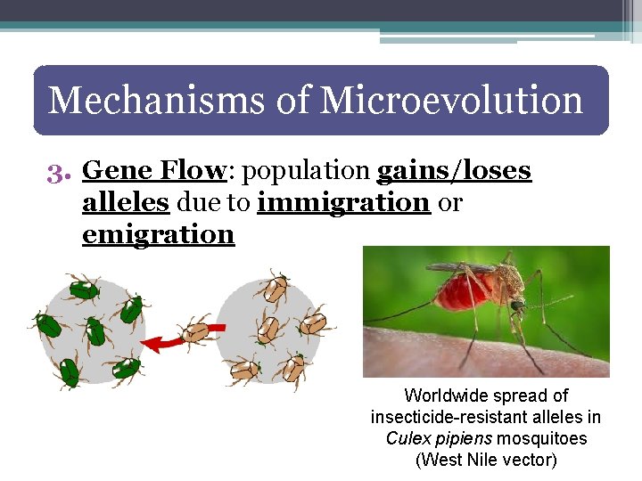 Mechanisms of Microevolution 3. Gene Flow: population gains/loses alleles due to immigration or emigration