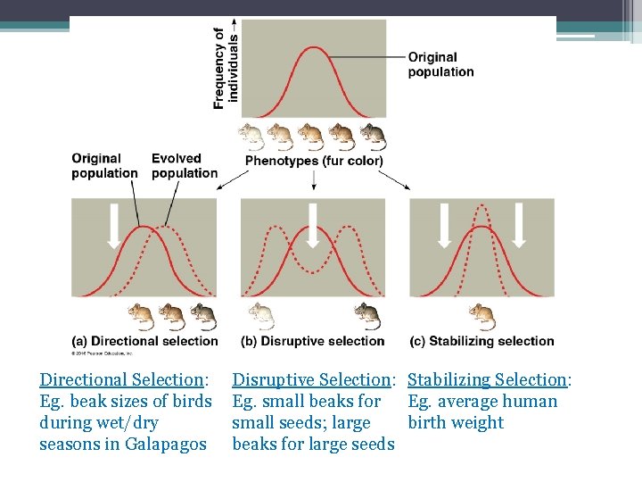 Directional Selection: Eg. beak sizes of birds during wet/dry seasons in Galapagos Disruptive Selection: