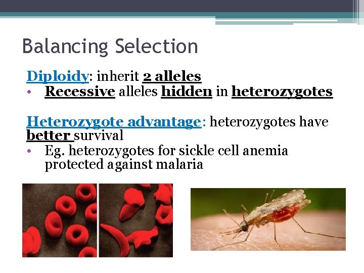 Balancing Selection Diploidy: inherit 2 alleles • Recessive alleles hidden in heterozygotes Heterozygote advantage: