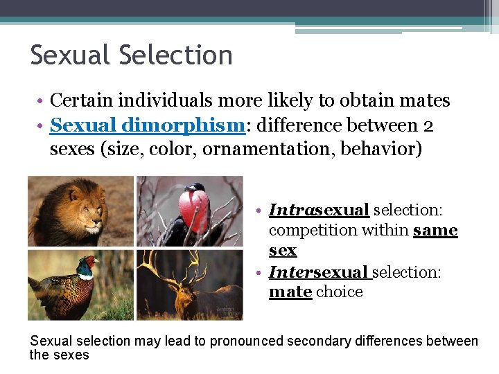 Sexual Selection • Certain individuals more likely to obtain mates • Sexual dimorphism: difference