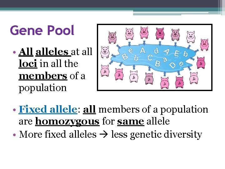 Gene Pool • All alleles at all loci in all the members of a