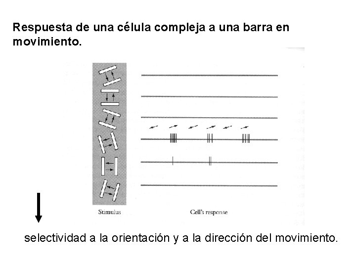 Respuesta de una célula compleja a una barra en movimiento. selectividad a la orientación