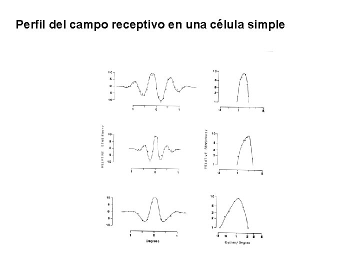 Perfil del campo receptivo en una célula simple 