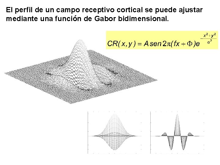 El perfil de un campo receptivo cortical se puede ajustar mediante una función de