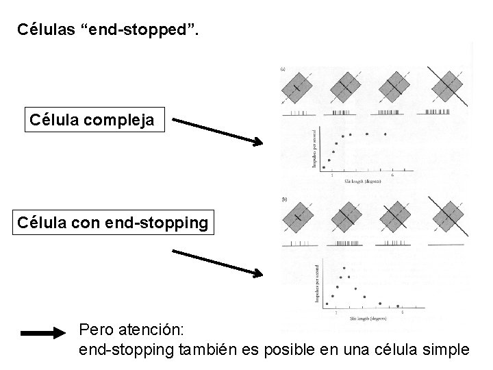 Células “end-stopped”. Célula compleja Célula con end-stopping Pero atención: end-stopping también es posible en