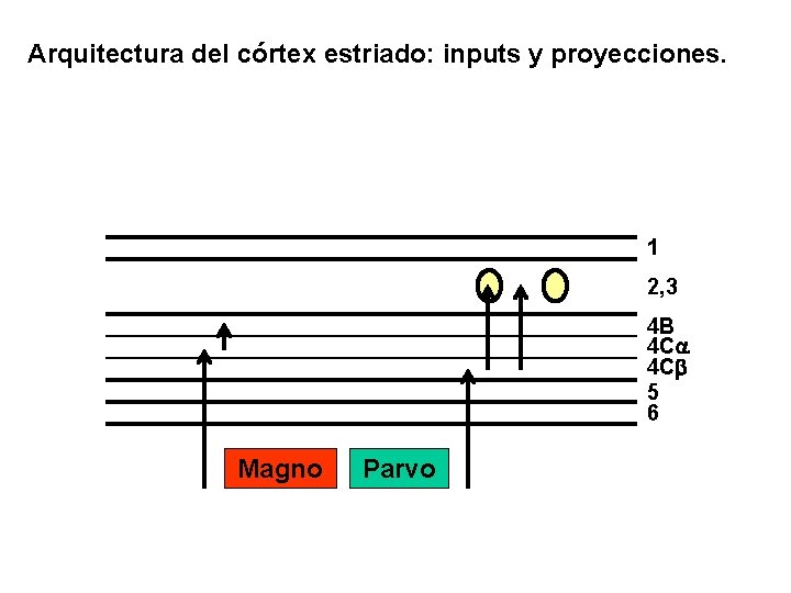 Arquitectura del córtex estriado: inputs y proyecciones. 1 2, 3 4 B 4 Ca